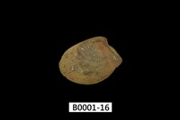 藏品(銀錦蛤)的圖片